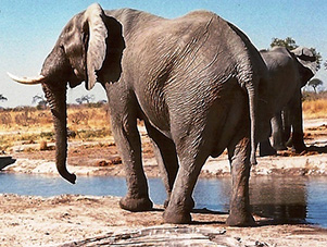 elephant of kruger park